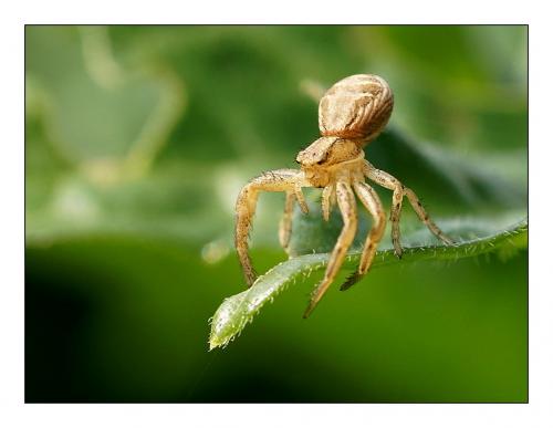 Xysticus sp.